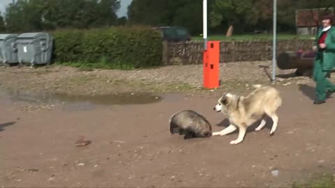Dog bites badgers tail, very funny HD, Must see!