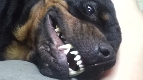 Grouchy Dog Shows Angry Grin When Owner Stops Petting Him