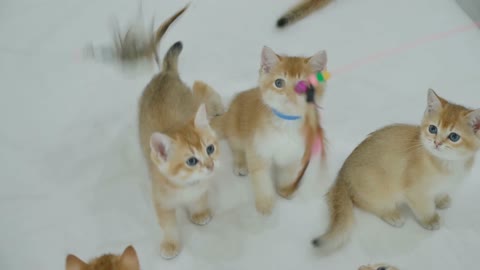 The cutest 5 cats in the world 2021. Cute Cats playing