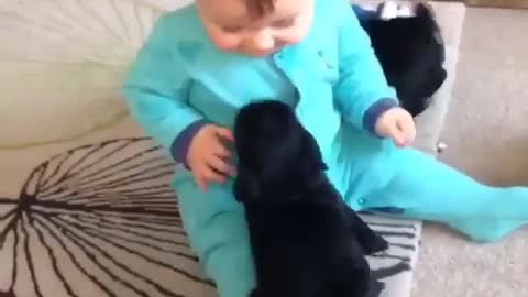 Dogs are playing with baby