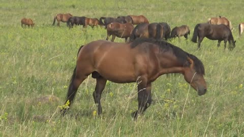 Stallions. Male conversation