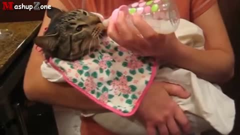 Funny cats like a human 2021