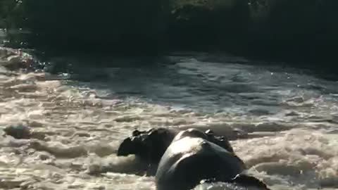 Hippos fighting in the morning sunrise