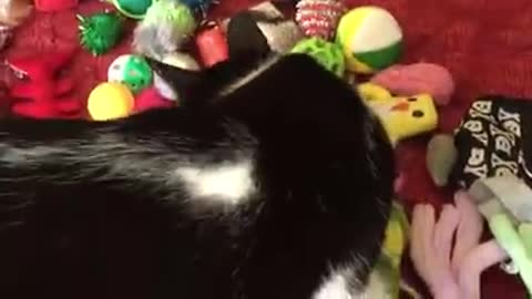 Bored Cats Want New Toys