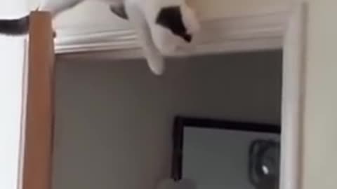 Cat Waiting on Top of Door for Ambush Discovers Gravity l