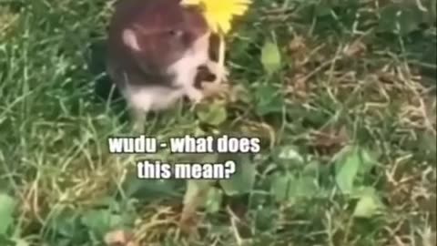 MUST WATCH: The Mouse Was So Confused