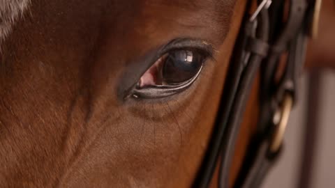 Owner Looked At His Race horse Eye ' Passion Eye Horse '