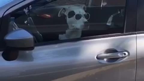 White dog in car wearing sunglasses