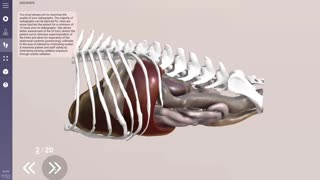How to use the new user interface - 3D Veterinary Anatomy & Learning IVALA