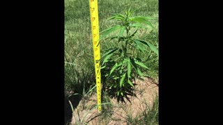 Cannatech Hemp Farming Start to Finish