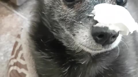Funny Dog Eating Whip Cream