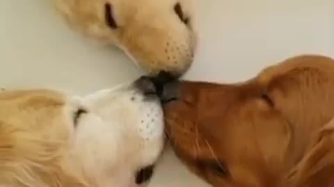 Three cute dogs sleeping with their nose stuck together