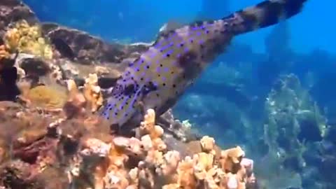 Female Diver Video graphing Unknown Electric Fishes Underwater