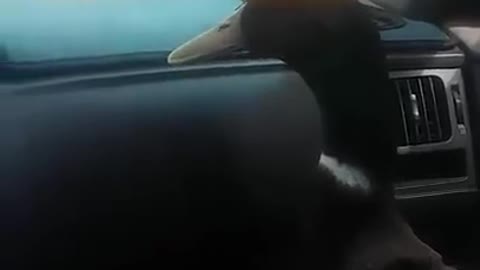 Pato fica super-feliz ao ver o seu dono chegar do autocarro da escola