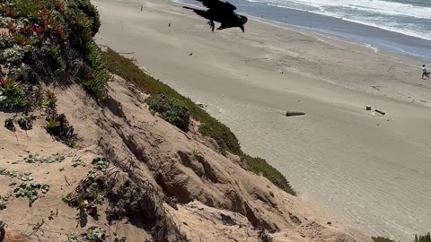 Raven Tries To Drop a Rock on a Dog