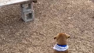 Halting the chase of chickens by an enthusiastic puppy by voice command