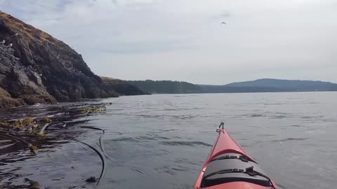 KILLER WHALES - UNREAL ENCOUNTER ON KAYAK michie_1111