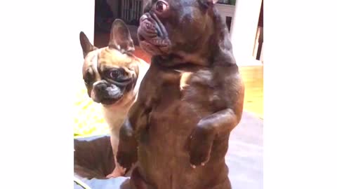 French Bulldog pats brother on back