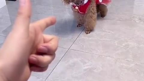 👍 Best Funny Dogs 🐶 Ep011