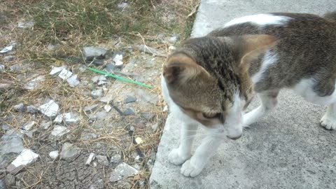 Meeting a cat in the park