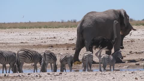 Herd of zebras with an ostrich and elephant around a waterhole in Etosha National Park, Namibia