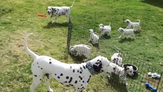 Funny Dalmatian parents play while their 12 kids watch and learn!