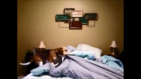 Tidy Beagle Puppy Presents His Unique Bedtime Routine