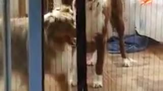 Confused dog can't figure out how the new screen works