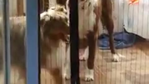 Confused dog can't figure out how the new screen works
