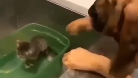 Dog adopts Kitten, SO CUTE
