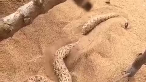 Rattlesnake #viral