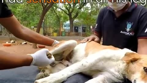 Paralysed dog growled and barked, but patience brought a sweet reward
