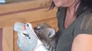 Bottle feed a serval cub with love!