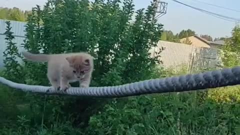 Funny Kitten Showing Magic With ROpe