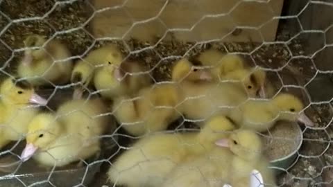 New baby ducks and Rabbits
