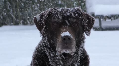 A dog playing in the snow in a funny way.