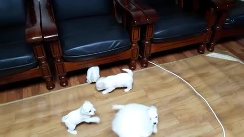 puppies chasing for milk