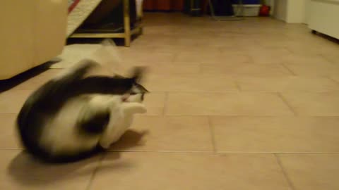Introducing the somersaulting cat!