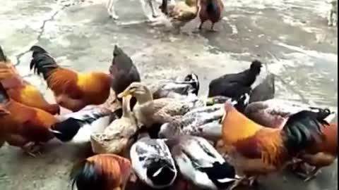 dog fight with chicken