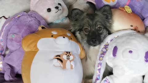 Expertly camouflaged puppy hides in amongst soft toys