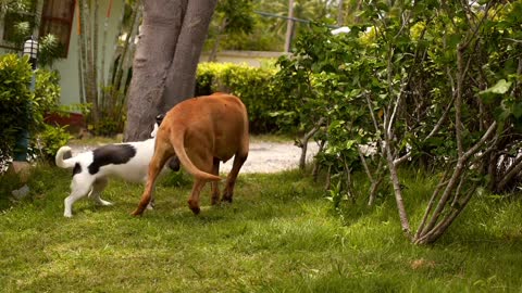 FURRY friends having a GREAT Time! Size DONT matter or DOES it?