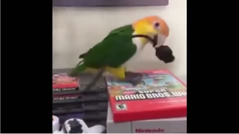 Cute and Funny Parrots Compilation Part 2