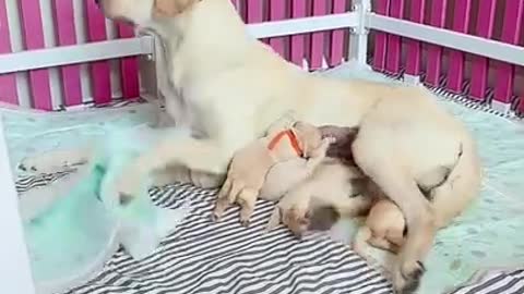 Baby Animals Dogs