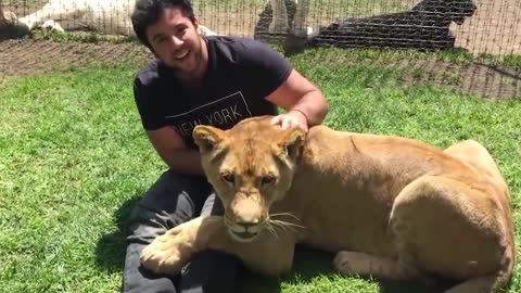 The lion saw his adoptive father after 4 years of separation