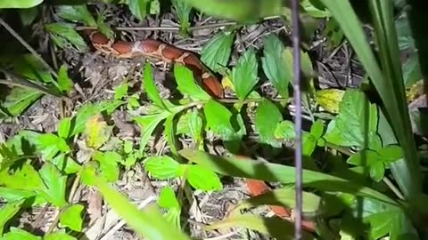 Close call in the Everglades! #viral #wildlife#rumble#snake#alligator #educational#everglades