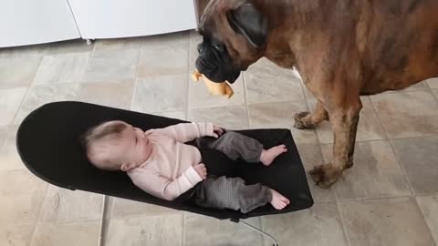laughter videos, dog playing with baby