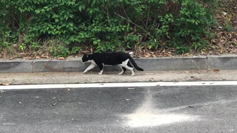 A cat I met on the street.