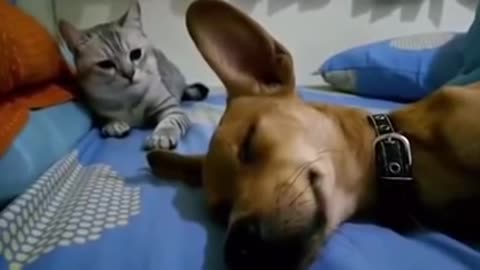 Dog Sleep Farting Makes Cat Angry and over