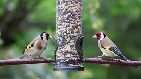 Bird Goldfinches Amazing Eating / Beauty of Nature