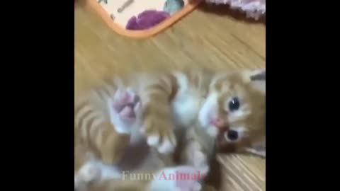 VIRAL KITTEN VIDEOS THAT WILL MAKE YOU LAUGH